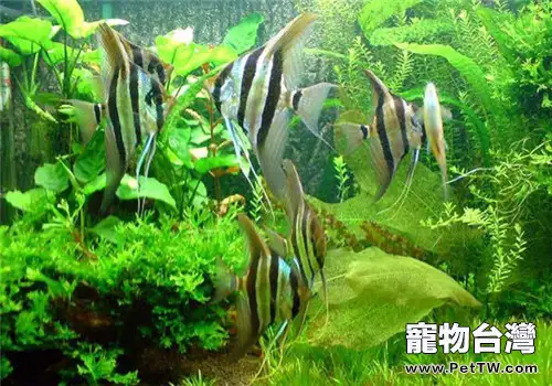 魚缸選購及保養的小常識