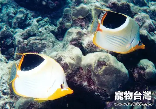 海水魚水溫控制的方法