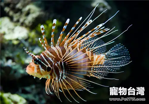 海水魚水溫控制的方法