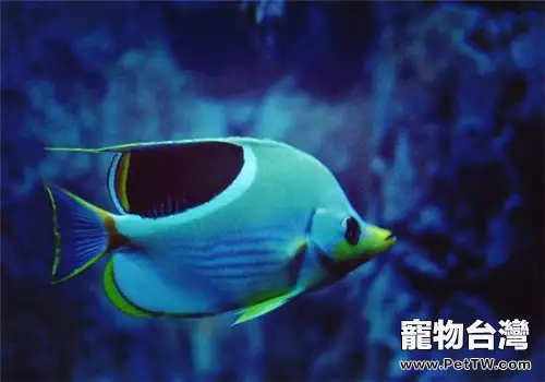 海水魚水溫控制的方法