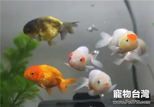 三種檢測觀賞魚水質的方法