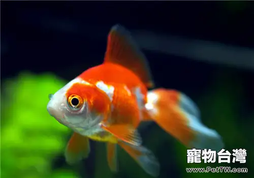 三種檢測觀賞魚水質的方法