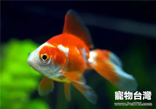 金魚飼料的挑選要點