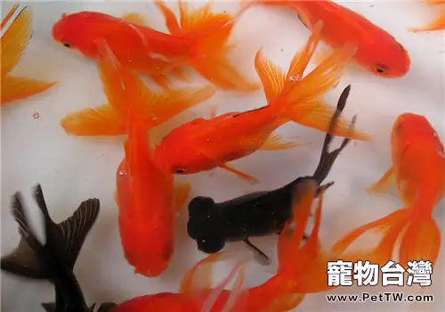 金魚飼料的挑選要點