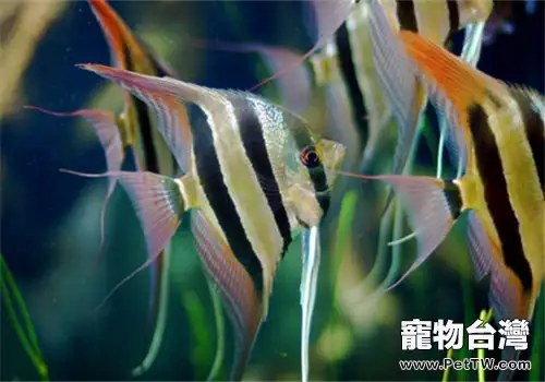 家庭飼養觀賞魚的幾個注意事項