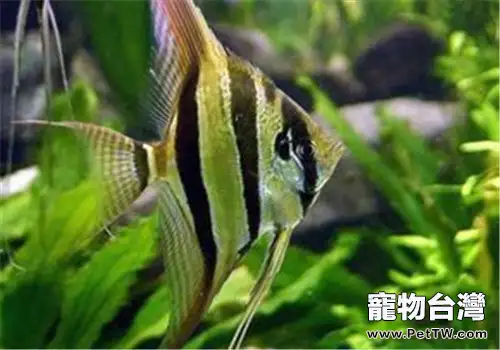 家庭飼養觀賞魚的幾個注意事項