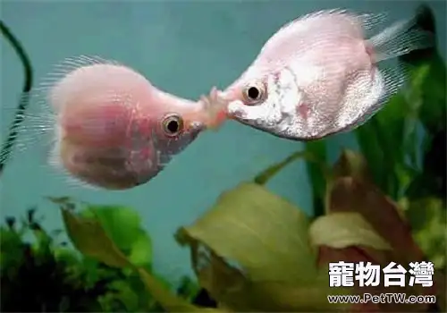 接吻魚的繁殖注意事項