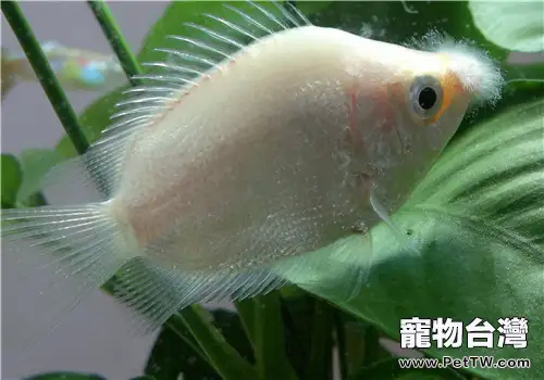 接吻魚的繁殖注意事項