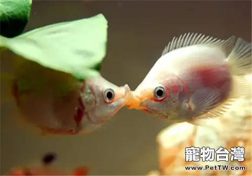 接吻魚的繁殖注意事項