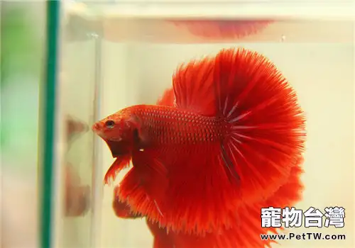 水族箱加熱棒的選購要點