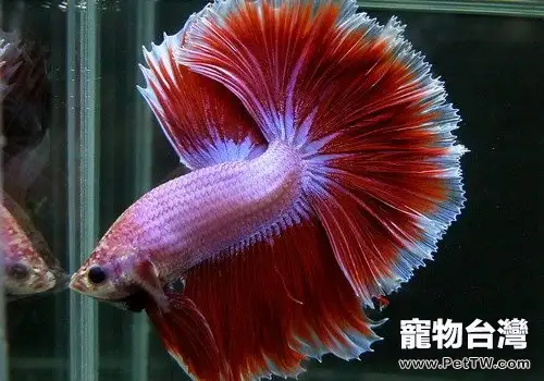 水族箱加熱棒的選購要點