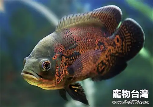 魚蟲和線蟲對熱帶魚的優缺點分析(共2張圖片)-寵物台灣