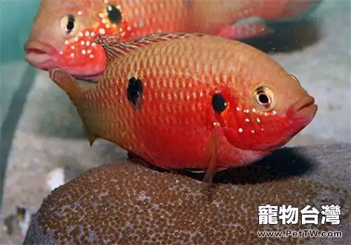 水族箱下鹽的原理及作用