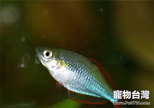 水族箱下鹽的原理及作用