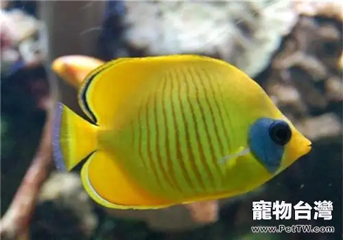 帶你認識水族箱中的珊瑚砂