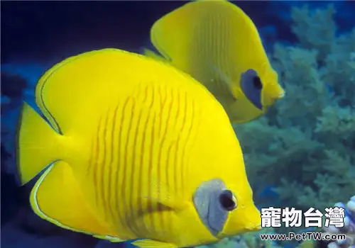 帶你認識水族箱中的珊瑚砂