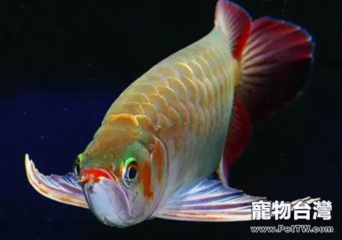 十種常見的龍魚鱗片疾病介紹(共3張圖片)-寵物台灣