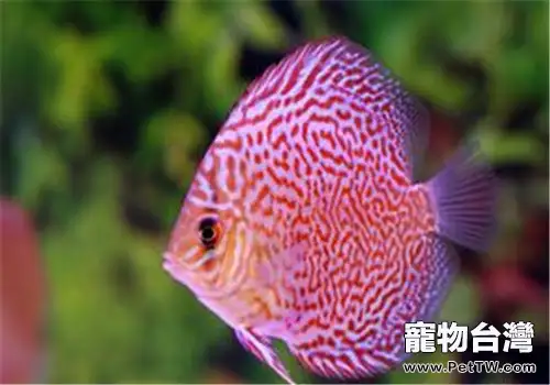 七彩神仙魚的飼養難點