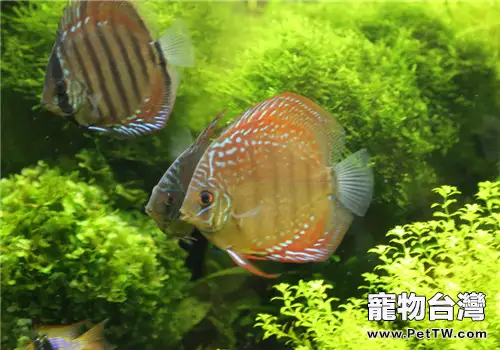 七彩神仙魚的飼養難點