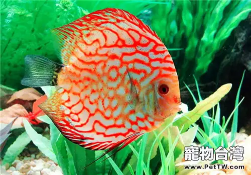 七彩神仙魚的飼養難點