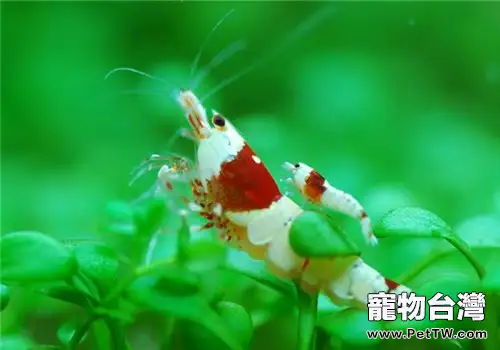 水晶蝦脫白的原因及處理方法(共2張圖片)-寵物台灣