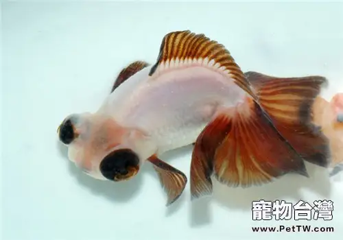 如何挑選優質的蝶尾金魚