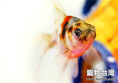 盆養金魚的注意事項