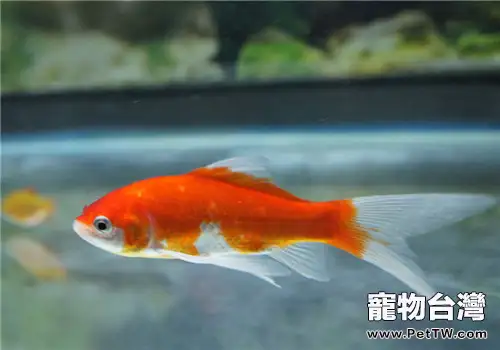 盆養金魚的注意事項