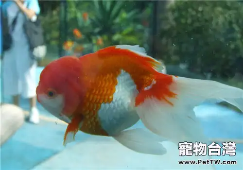 盆養金魚的注意事項(共3張圖片)-寵物台灣