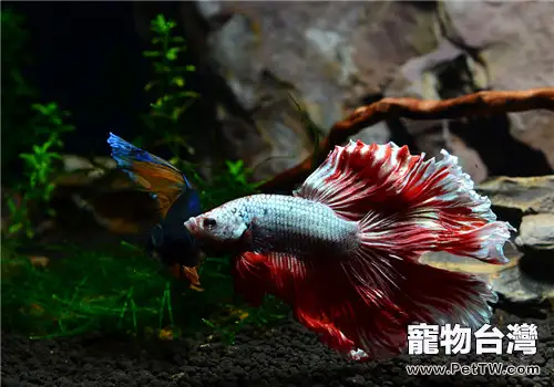 斗魚幼魚的飼養要點