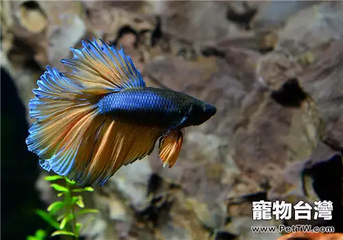 斗魚幼魚的飼養要點