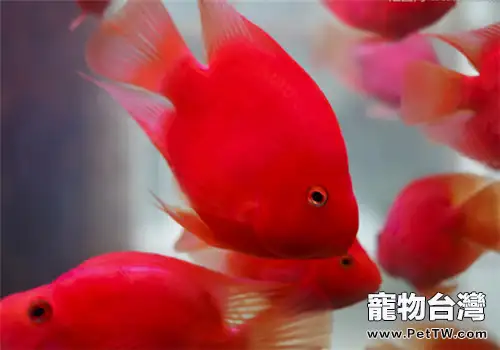 照明設備對水族箱的作用分析