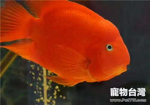 照明設備對水族箱的作用分析