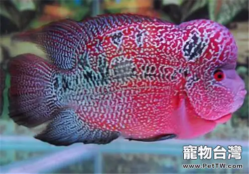 水族箱中常用的8種消毒劑