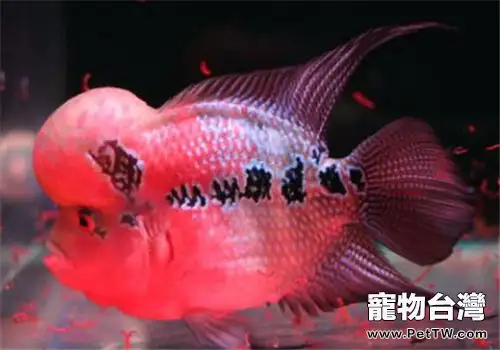 水族箱中常用的8種消毒劑