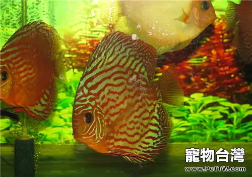 七彩神仙魚的飼料選擇及餵食要點