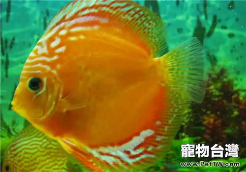 七彩神仙魚的飼料選擇及餵食要點