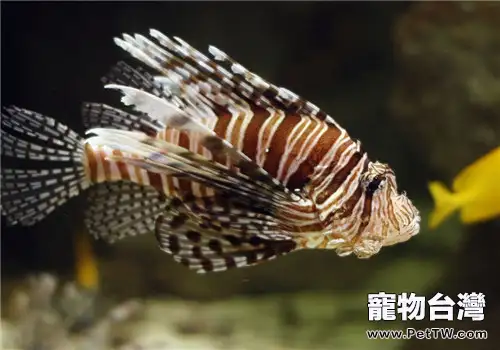 海水魚不開口的原因分析