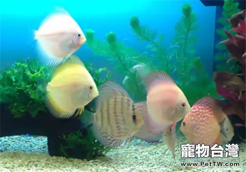 水族箱中常見的渦蟲治理方法