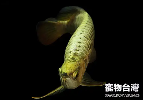 龍魚芯片簡介及查詢方法