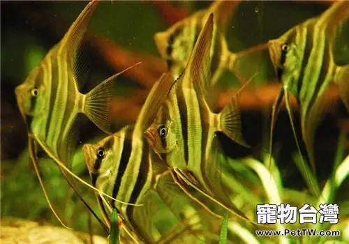 水族箱中降低水硬度的幾大方法