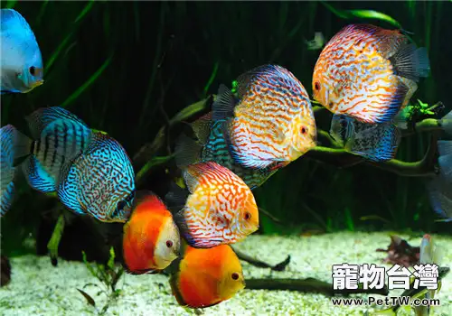 水族箱中降低水硬度的幾大方法