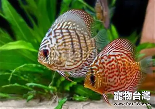 如何消除七彩神仙魚的敏感