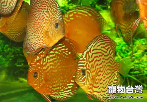 如何消除七彩神仙魚的敏感