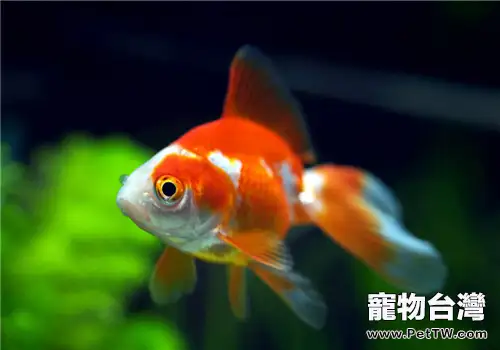 水族箱白濁的原因及處理方法