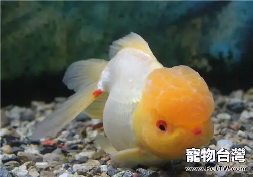 圓形魚缸是否會影響觀賞魚健康