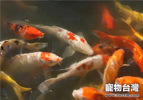 冬季錦鯉猝死的原因及處理方法(共2張圖片)-寵物台灣
