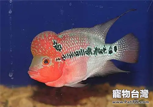 如何合理利用肥水與瘦水養魚