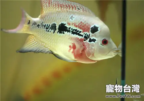 如何合理利用肥水與瘦水養魚