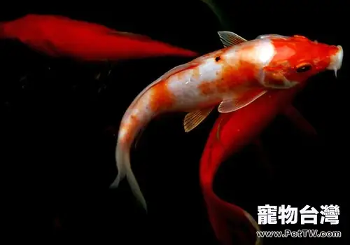 錦鯉和風水魚的關係(共2張圖片)-寵物台灣